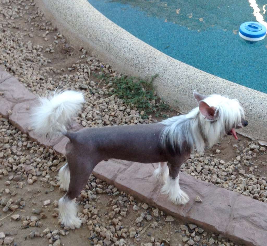 Nina's K Fly By The Night