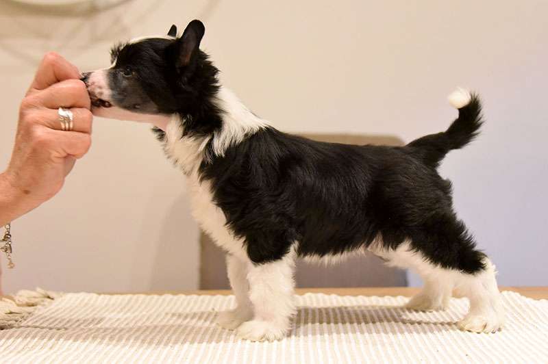 Jean Dark You Only Live Twice