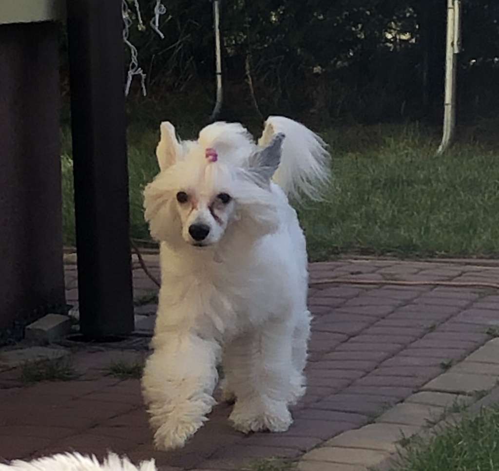 Yoshi Z Lowickiego Ksiestwa