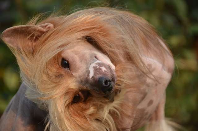 Golden Diamond Cresteds Dreamer