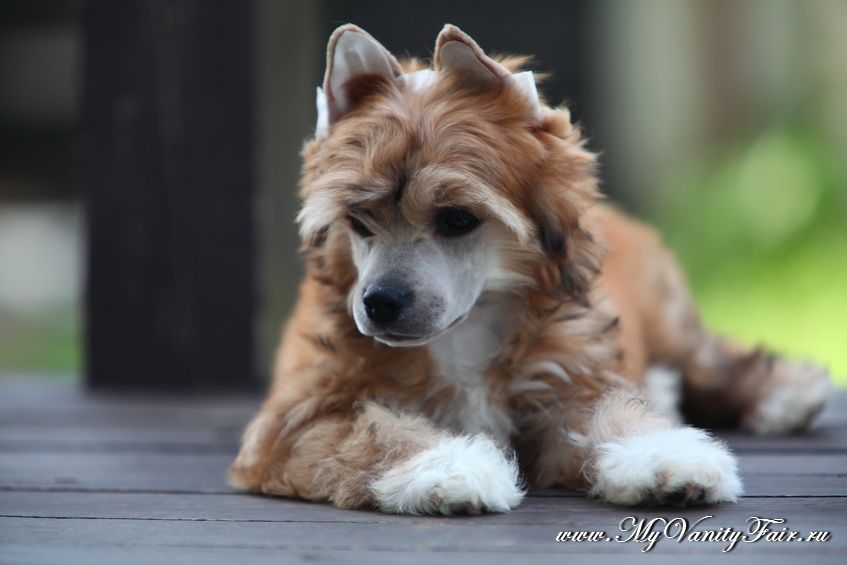 My Vanity Fair Blooming Boy 