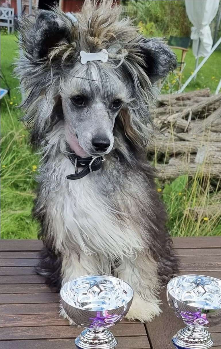 Viavrois Extraordinary Edition