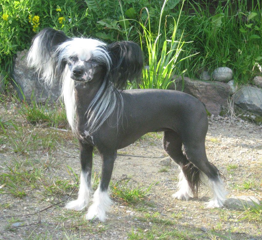 Stormblåstens Temptation