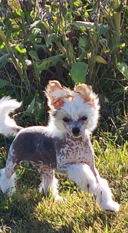 Koreke Glitter In The Sky With Tereiroa