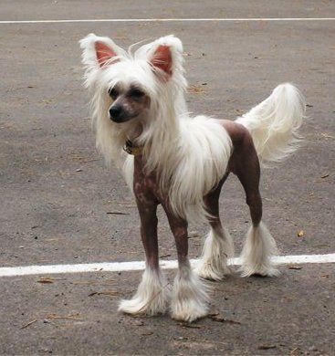 Kontessa Gold Black of Channel