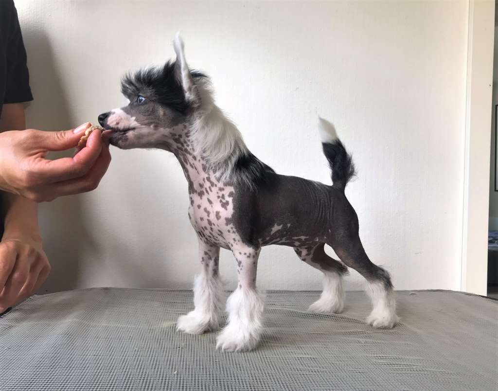 Sirocco R-e-s-p-e-c-t