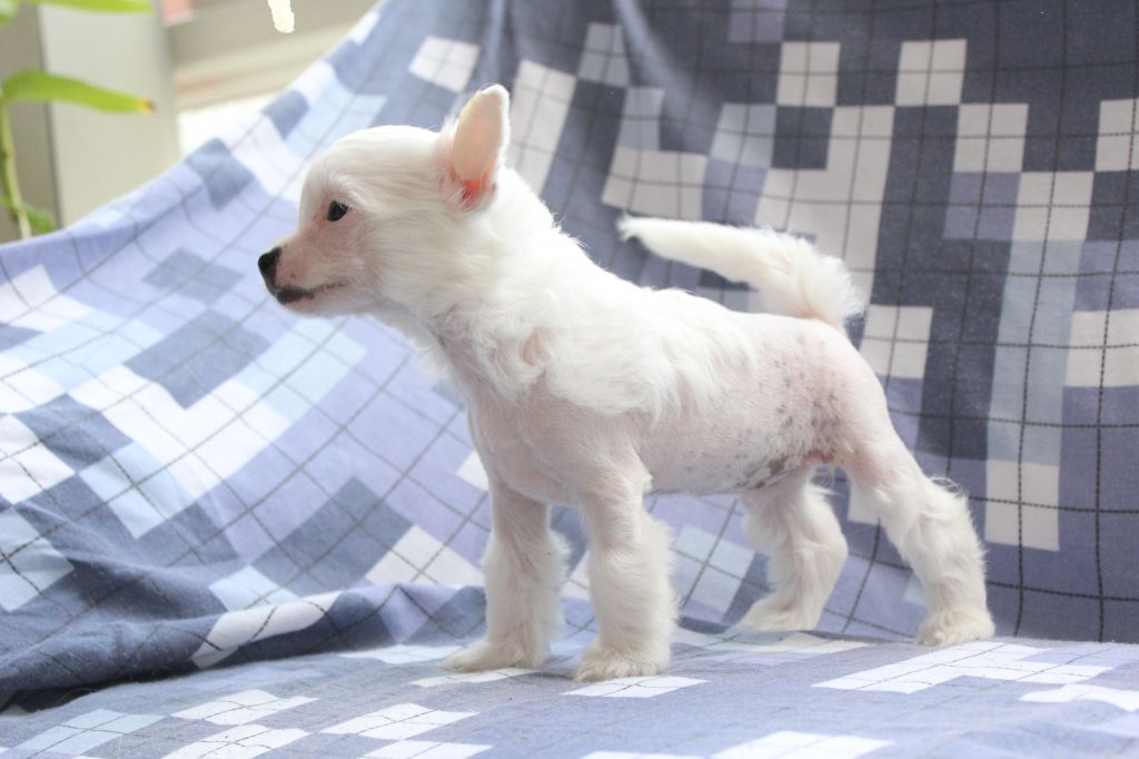 Pequin Mirrage Cher Petit Gateau