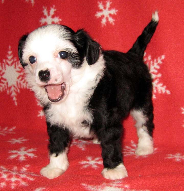 Jewels Road to Destiny