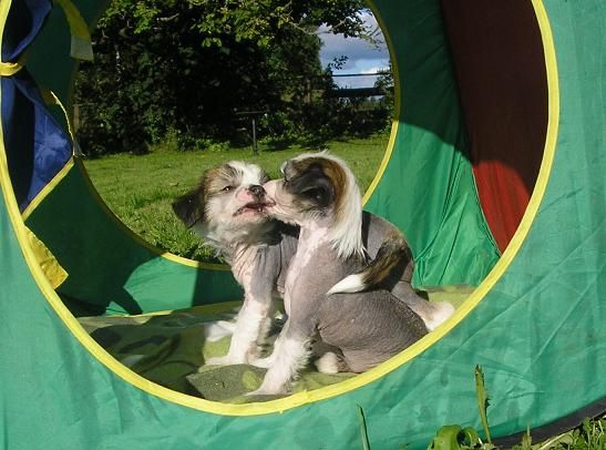 Trollmyren's Prima Ballerina 