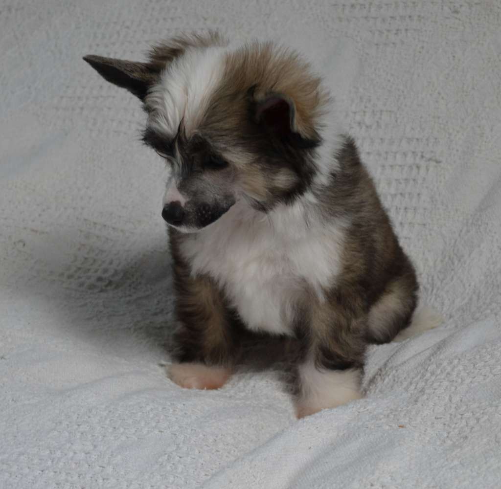 Nesty De L'Orée des Rêves