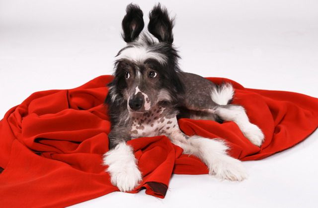 Almaz iz Sozvezdiya Khana