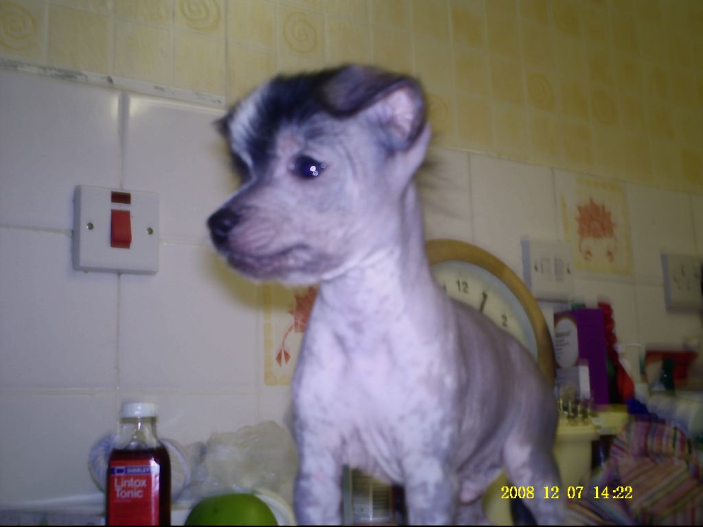 zerachiel show and shine