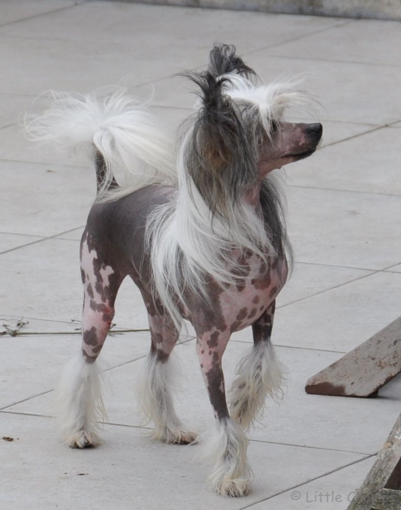 O'Chara Scarlet For Krasotka Star from Epocha