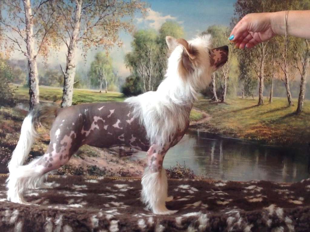 Laisan Island Magic Luck