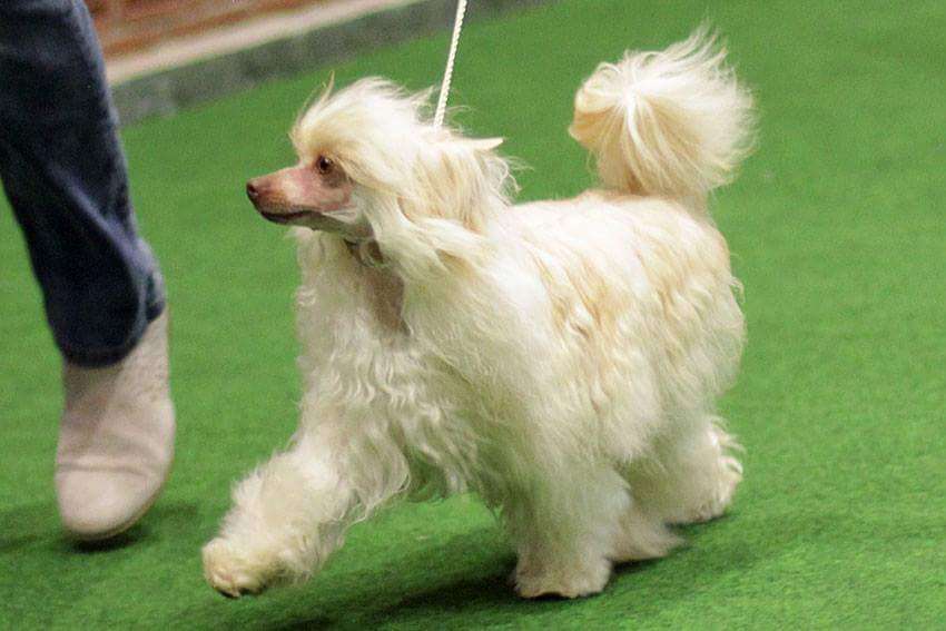 Shlyahetski Gonar Vanilla