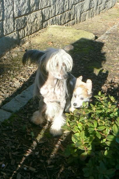 Zholesk Crazy Boy Chico Stars Acro