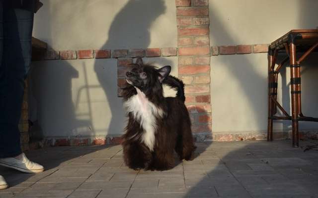 Golden Diamond Cresteds Spectacular