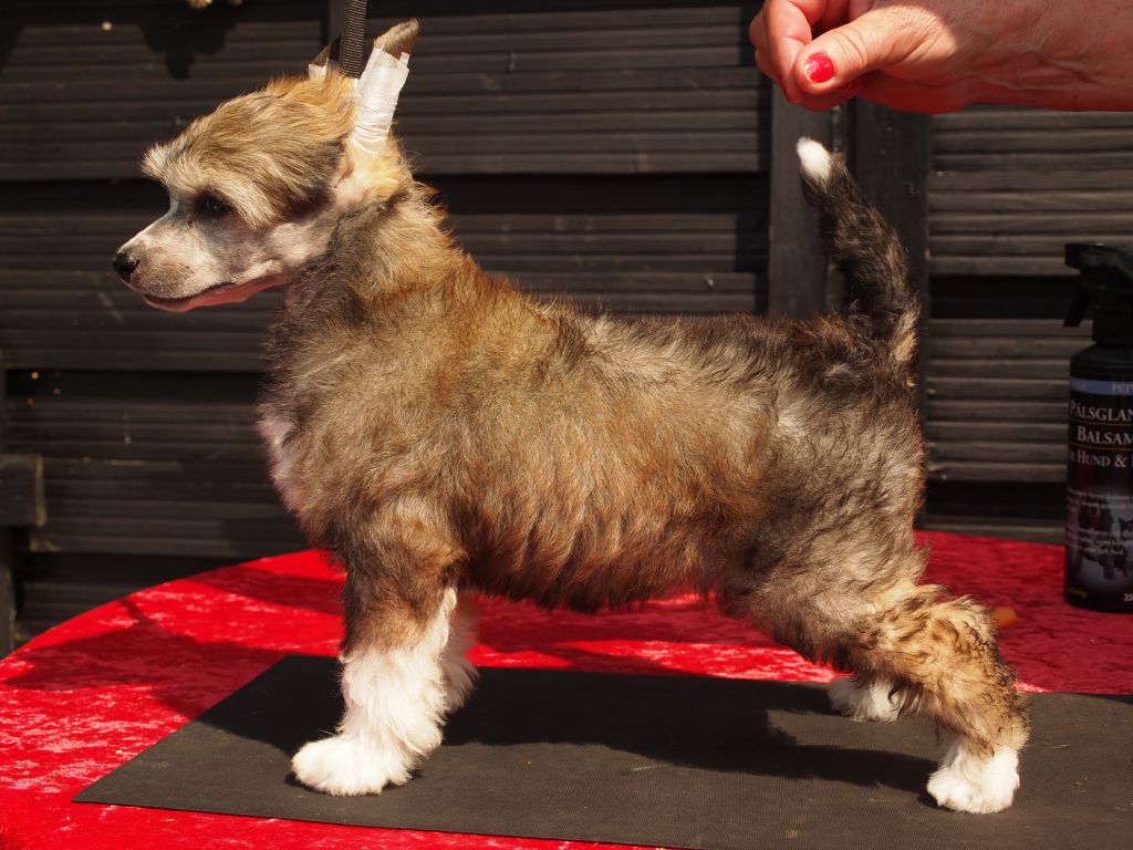 Lionheart Kake To Bake