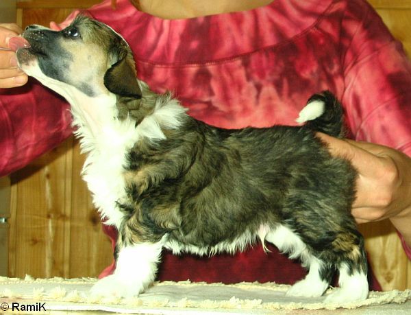 Crestwood Rocking Horse