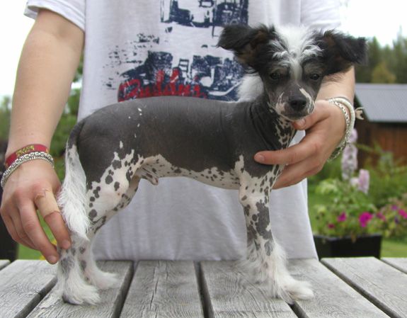 House of Landfari Charlie Chaplin