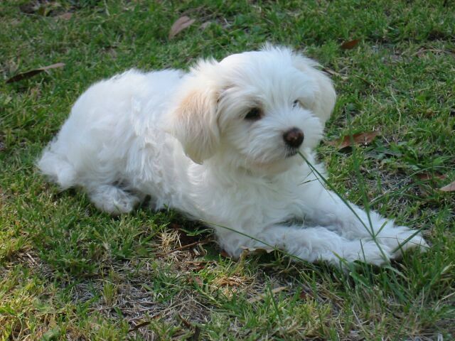 Kazlyn White Chocolate