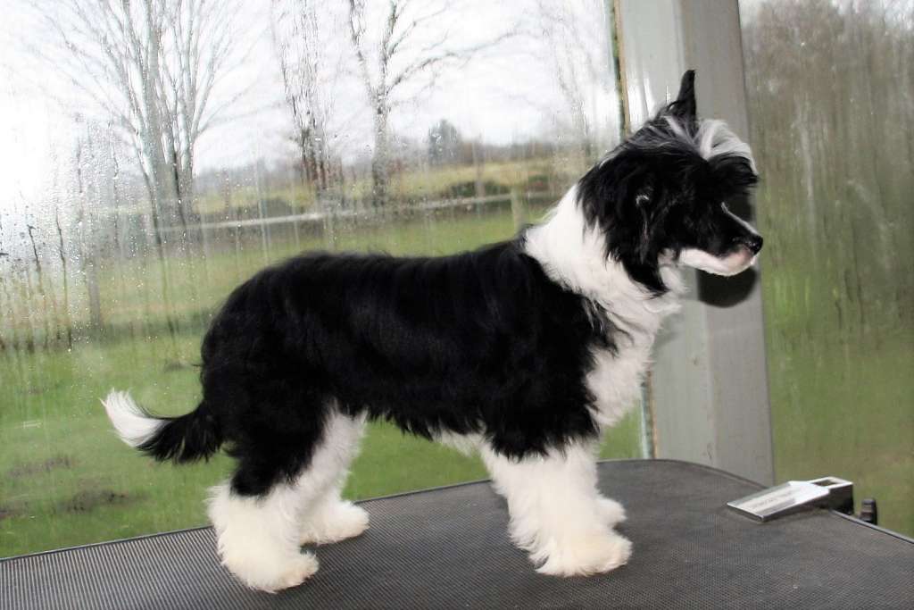 Be My Dog's Zantanon