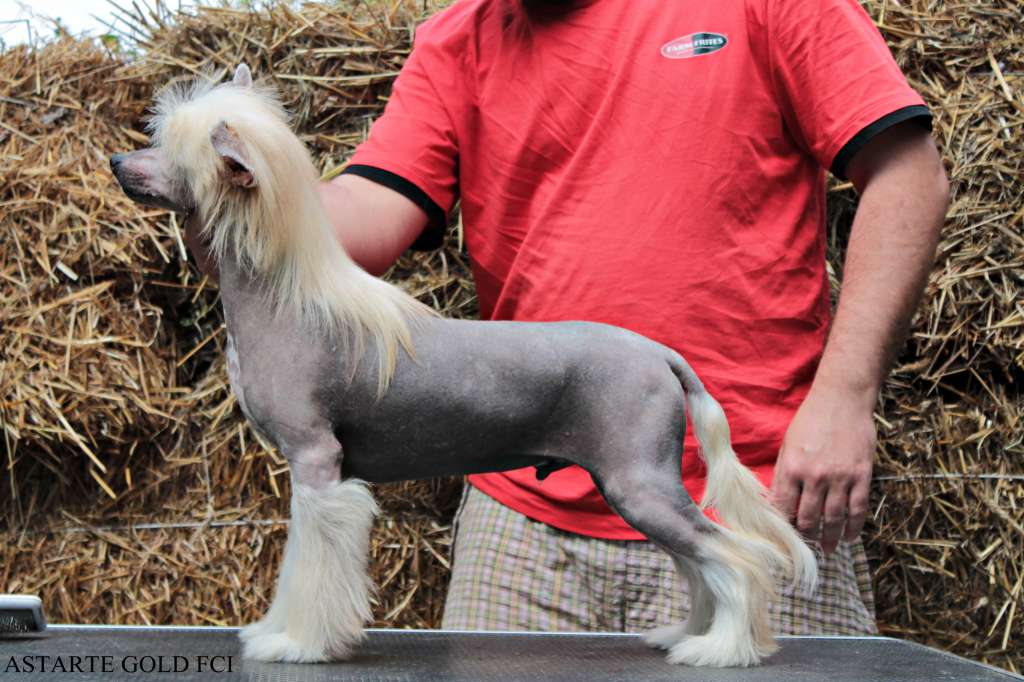 Ice Crash Astarte Gold