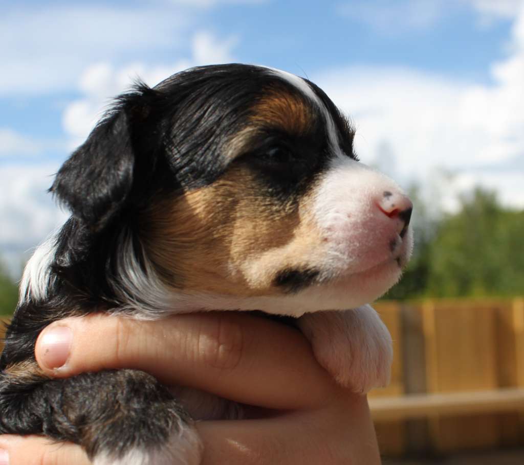 Ji Rubin For Heimdall Fort