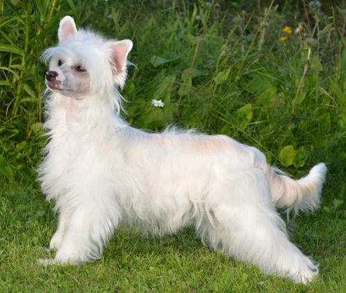 Princess Leia's Jailhouse Rock