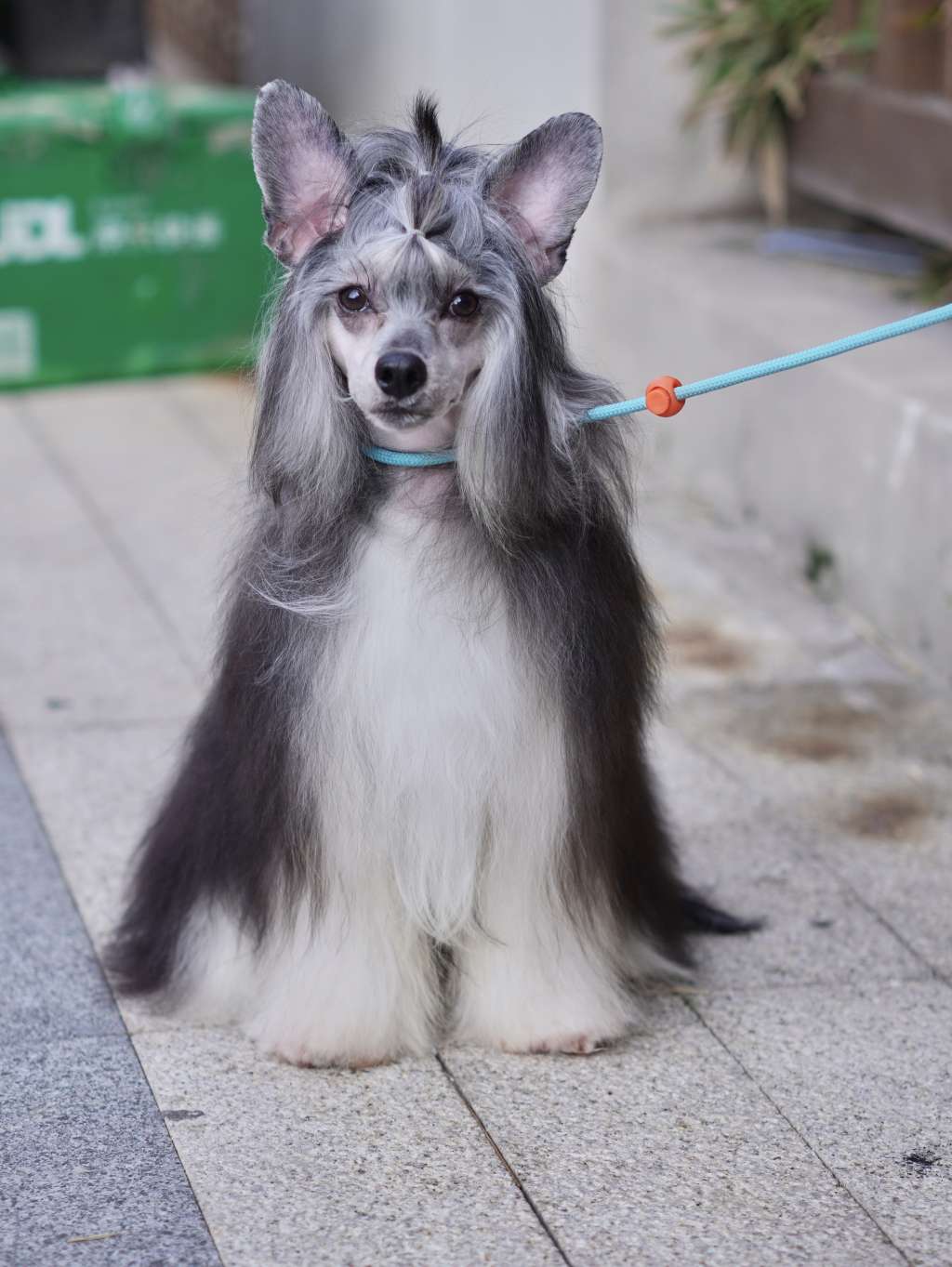 Rosa sinensis Panini