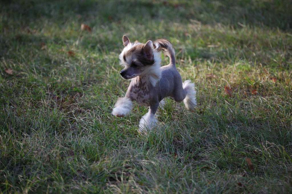 Geronimo Kokeshi' c Dogs