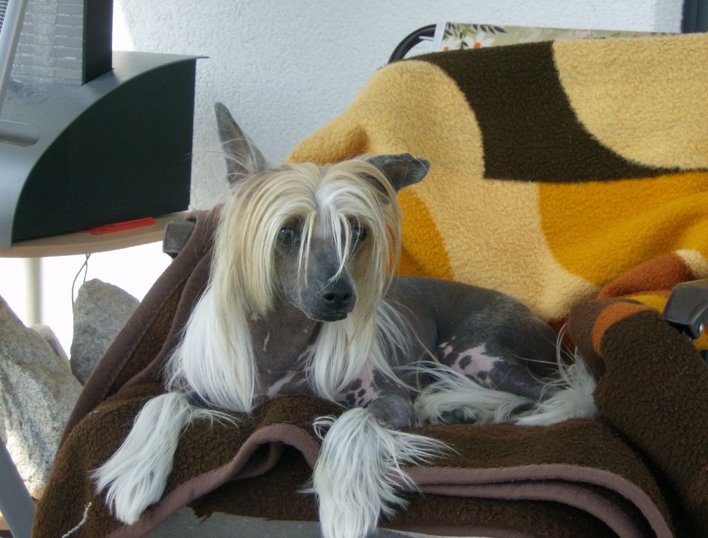 Arsiero Princes de la Roses