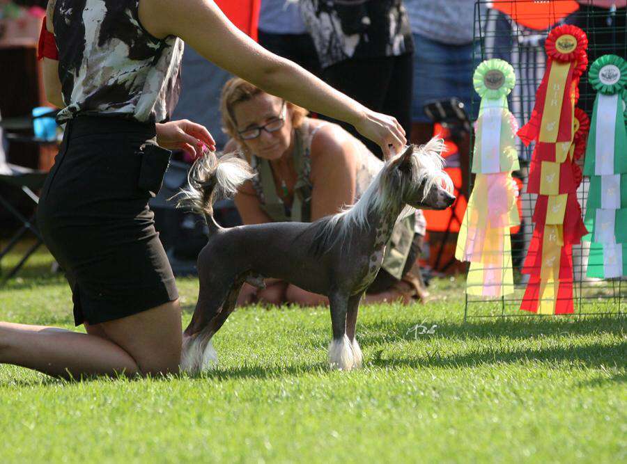 Zensai The Great Gatsby