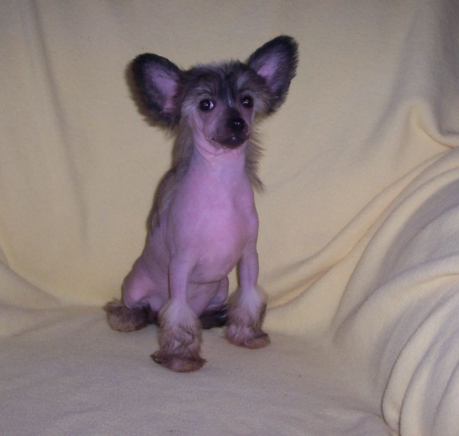 Royal Jewel Gavany's Bohemia