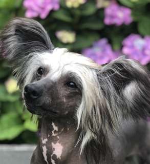 Ynchreenoo Masterpiece