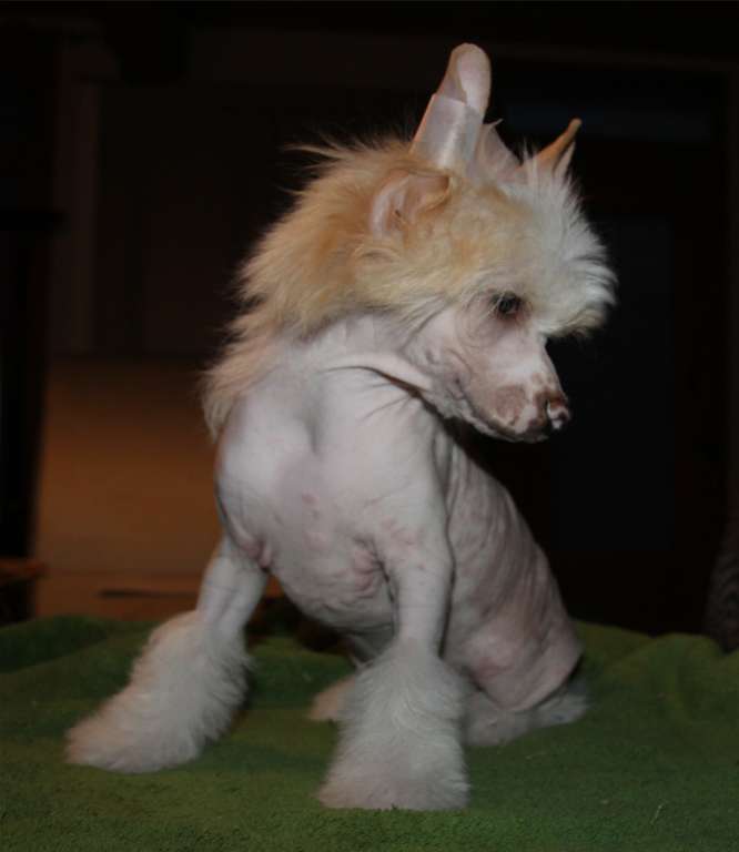 Moon Stardust Mighty des Zéphyrs de l'Olympe