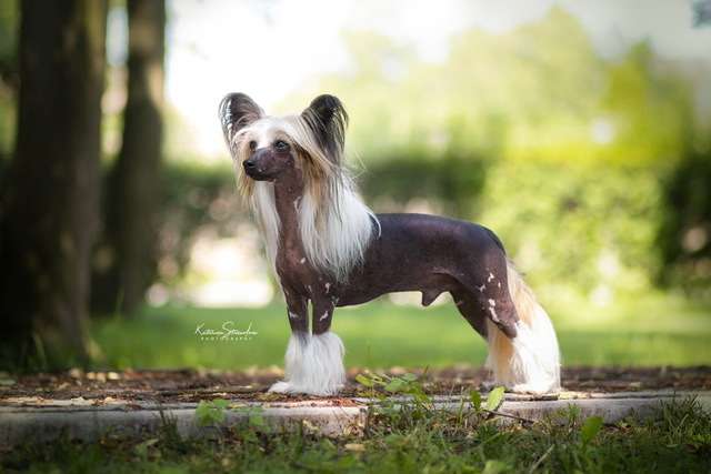 ICH MultiCH BIS Landkris Mango