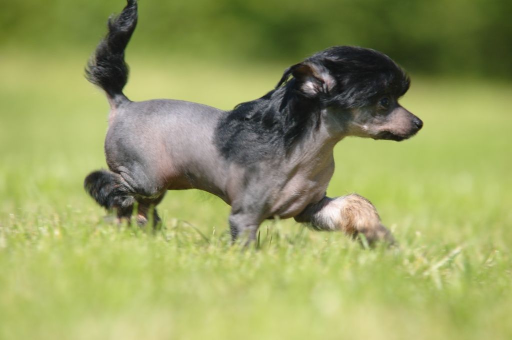 Afrodithe Mirabilis Gemma