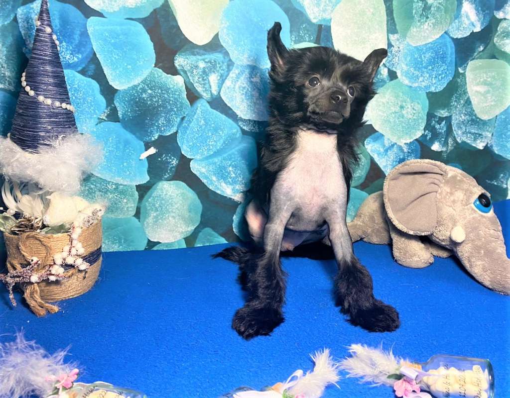 Charuyuschiy Soblazn Freys  Full of Love