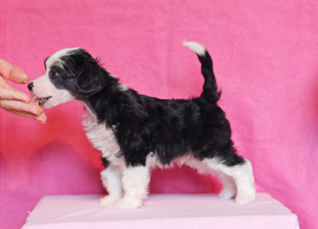 Lilla Wanillas Everybody Talks