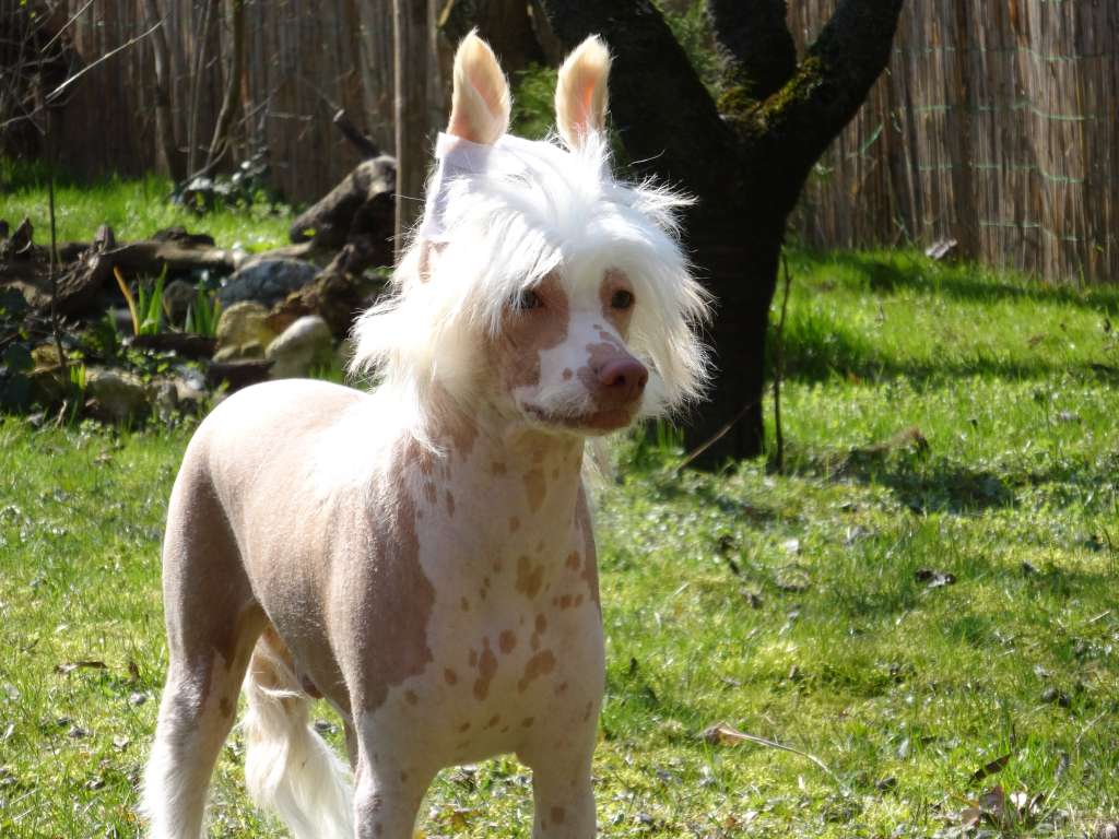 Jekadi's Bloodmoon Almond Honey