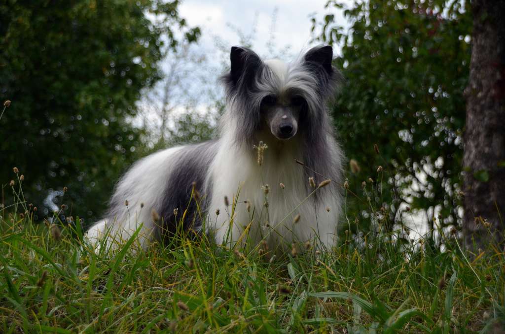 Picture
