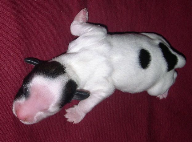 Belshaw's Fifth Avenue