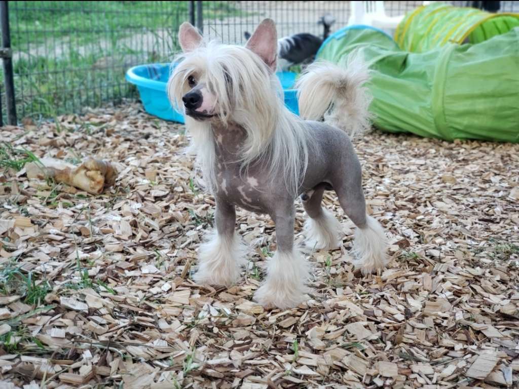 Cosmic's In It for the Long Haul