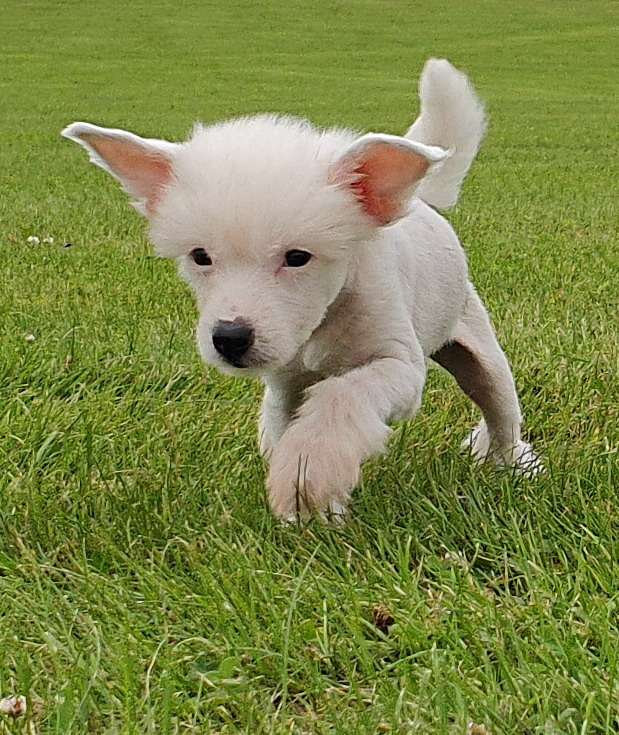 Nohairsark some kind of monter