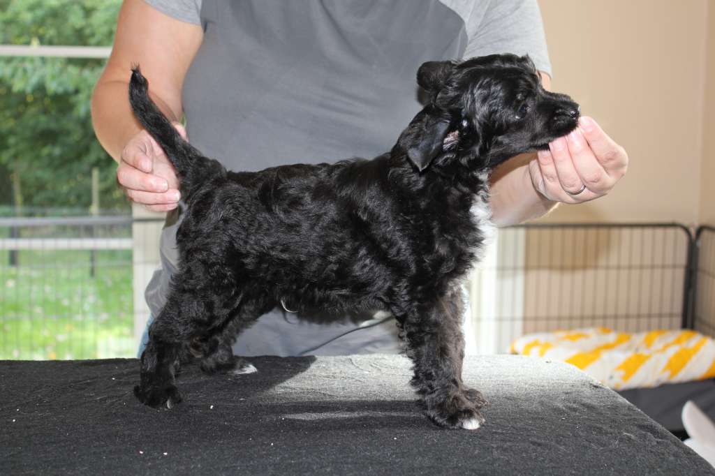 Hottie Tots Dizzy Mizz Lizzy