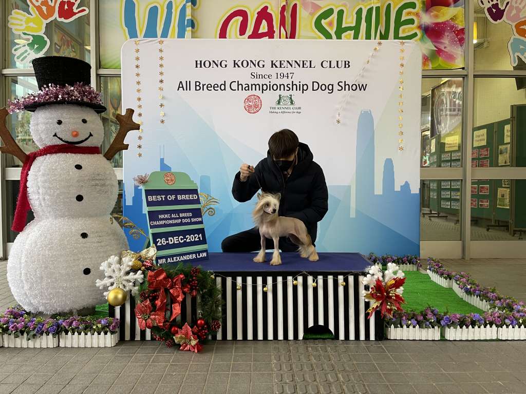 Golden Diamond Cresteds Morrison