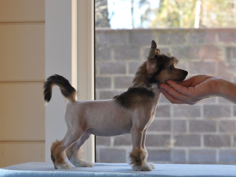 Zholesk Show Must Go On