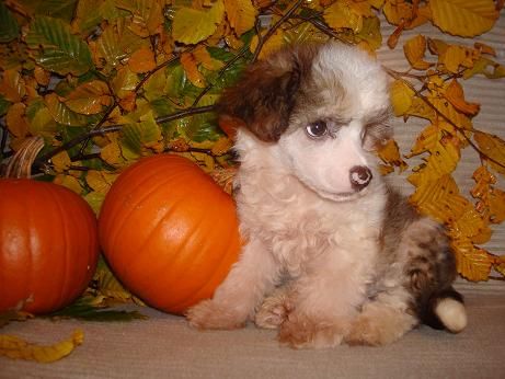 Abbaboos Prince Dominique