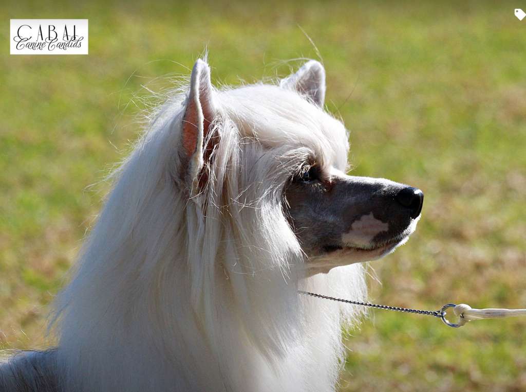 Blackheath Dances With Wolves